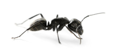 carpenter ant control barrie