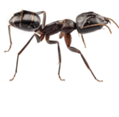 carpenter ant exterminator