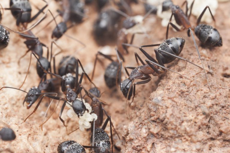 carpenter ants control barrie