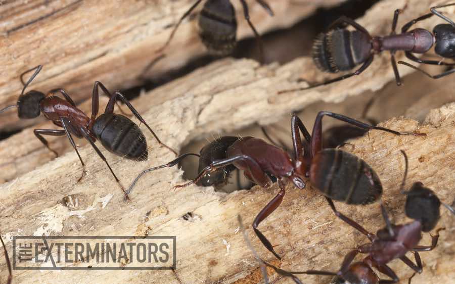 carpenter ant exterminator barrie