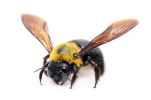 carpenter bees removal barrie