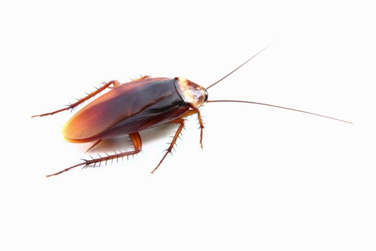 cockroach control barrie