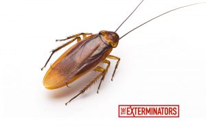 cockroach infestation barrie