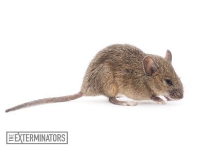 mice exterminator barrie