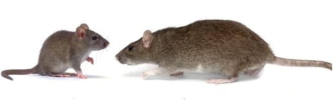 mouse vs rat