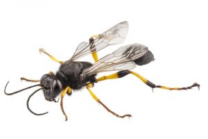 mud daubers removal barrie