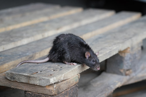 norway rat exterminator barrie