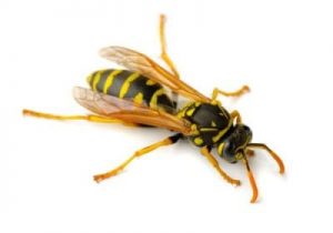 paper wasp removal barrie