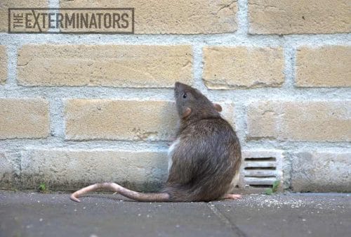 rat removal service barrie
