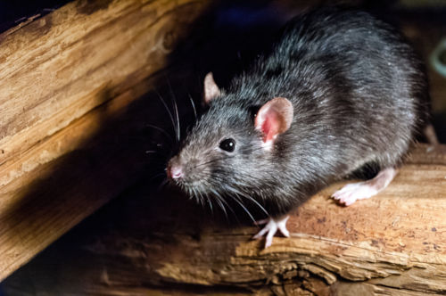 roof rat exterminator barrie