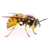 wasp control barrie