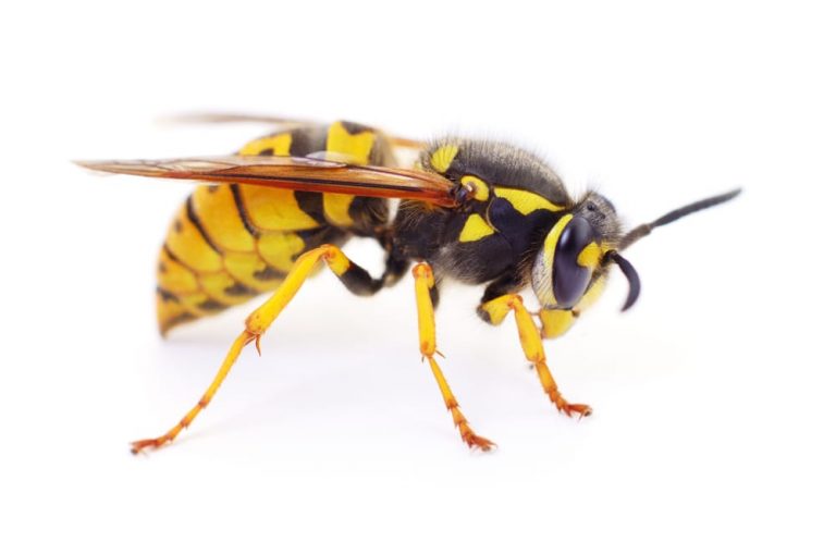 wasp removal service barrie