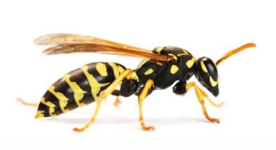 wasp removal barrie