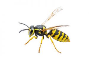 yellow jackets wasps pest control