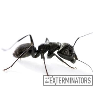 ant exterminator Barrie