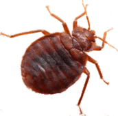 bed bug control barrie