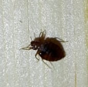 bed bug identification barrie