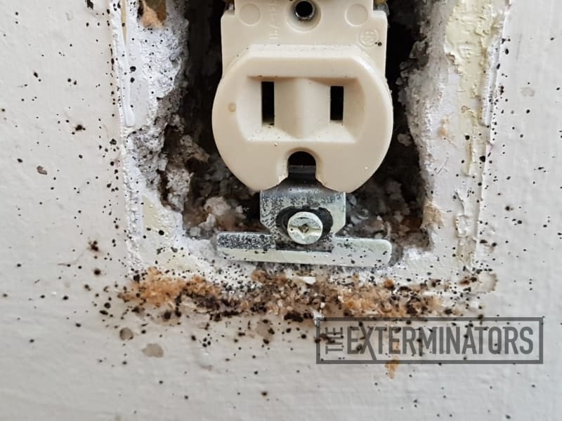 bed bugs entry point in wall outlet