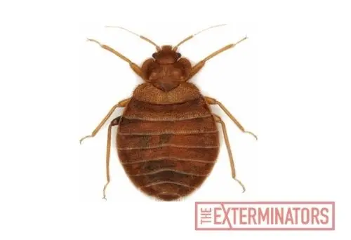 bed bug exterminator barrie