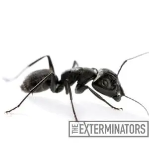 carpenter ant control barrie
