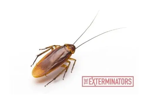 cockroach exterminator barrie