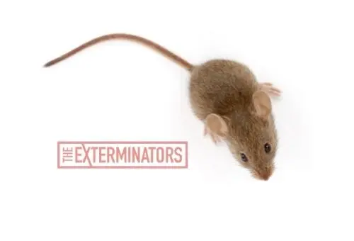 mice exterminator barrie
