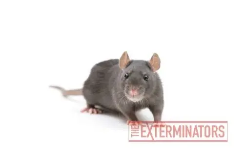 rat exterminator barrie