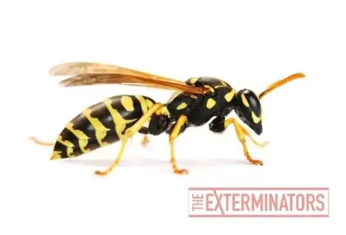 wasp removal barrie