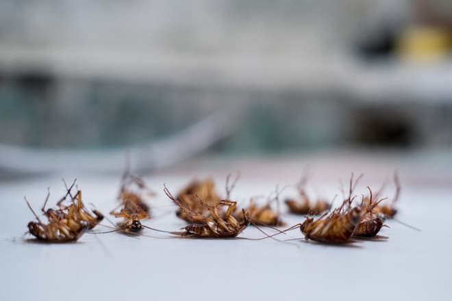 how do cockroaches look like