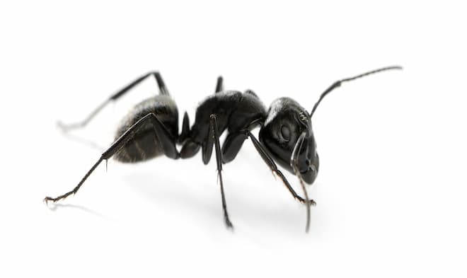 what causes flying ants in your house