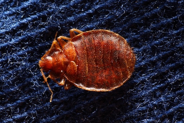5-Common-Mistakes-to-Avoid-When-Dealing-with-Bed-Bugs