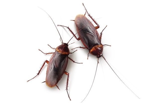 Battle-Tested-Strategies-German-Cockroach-Control-for-Homeowners