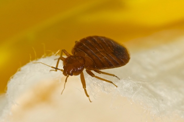 Bed-Bug-Myths-Debunked-What-You-Need-to-Know