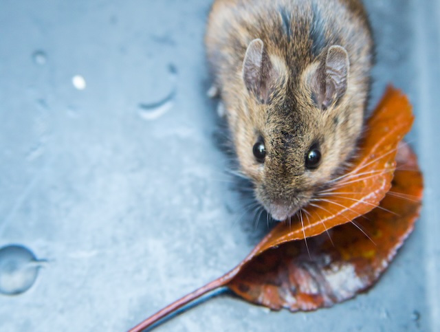 Can-Mice-Climb-Walls-and-Into-Your-Attic