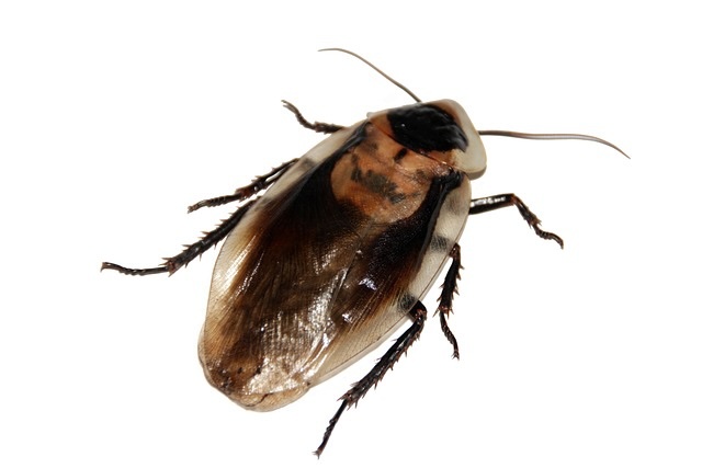 Home-Sweet-Roach-Free-Home-German-Cockroach-Extermination-Guide