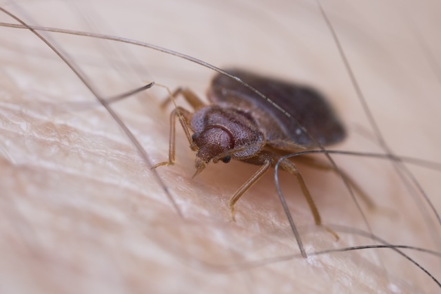 How-Long-Do-Bed-Bug-Treatments-Take-to-Work