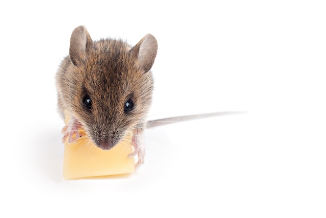 Mouse-Exterminators-How-Pros-Tackle-Mouse-Infestations