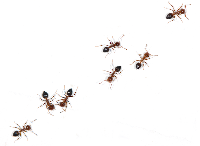 Ants-in-the-House-Calling-in-the-Pros-for-Pest-Control