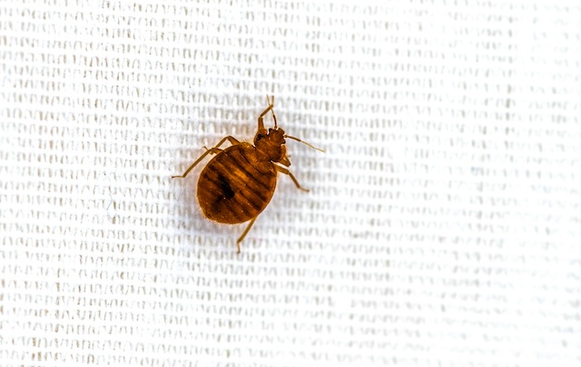 Bed-Bug-Resistant-Mattress-Covers-Do-They-Work