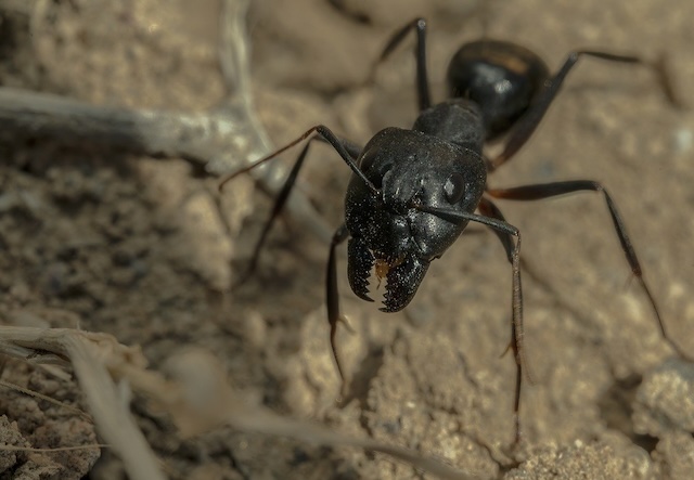 Carpenter-Ants-How-to-Spot-Stop-and-Prevent-Infestation