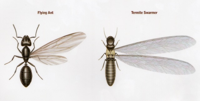 Carpenter-Ants-Unveiled-Threats-to-Your-Homes-Wooden-Haven