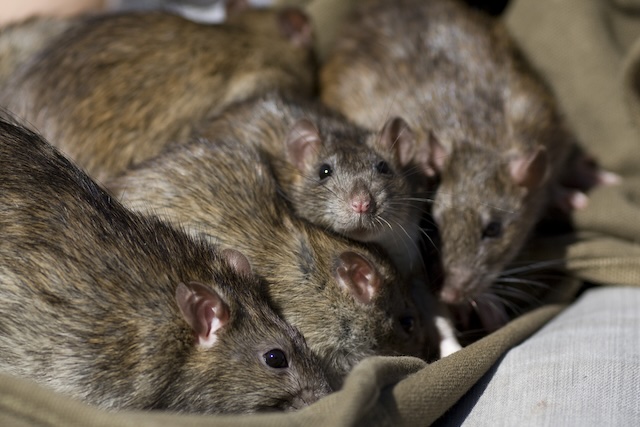 DIY-Rat-Control-Tips-for-the-Brave