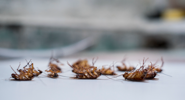 German-Cockroach-Chronicles-Understanding-Behavior-for-Control