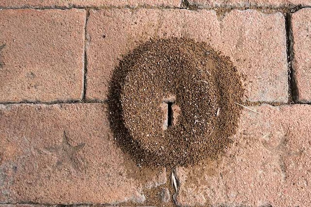 How-Pavement-Ants-Infiltrate-Your-Living-Spaces