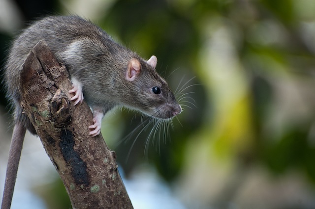 How-to-Get-Rid-of-Pet-Rats-From-Your-Back-Yard