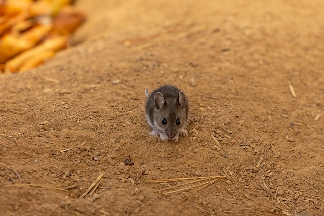 Invasion-Unveiled-Dealing-with-Full-Blown-Mouse-Infestations