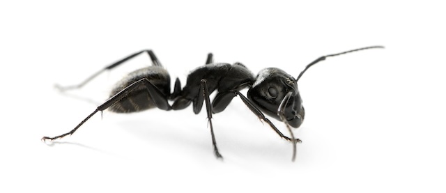 Living-Ant-Free-Tips-for-a-Pest-Free-Home-Environment