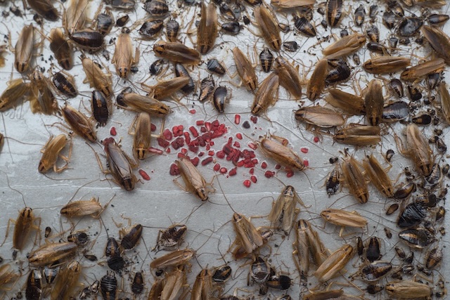 Living-Roach-Free-Expert-Tips-on-German-Cockroach-Prevention