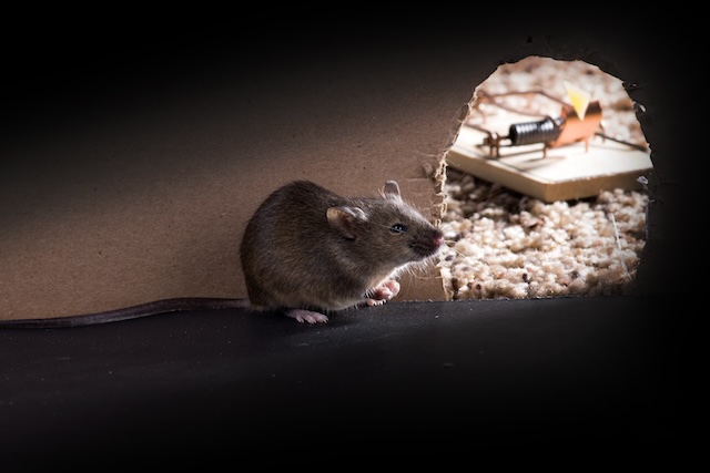 Most-Common-Mouse-Entry-Points-in-Your-Home