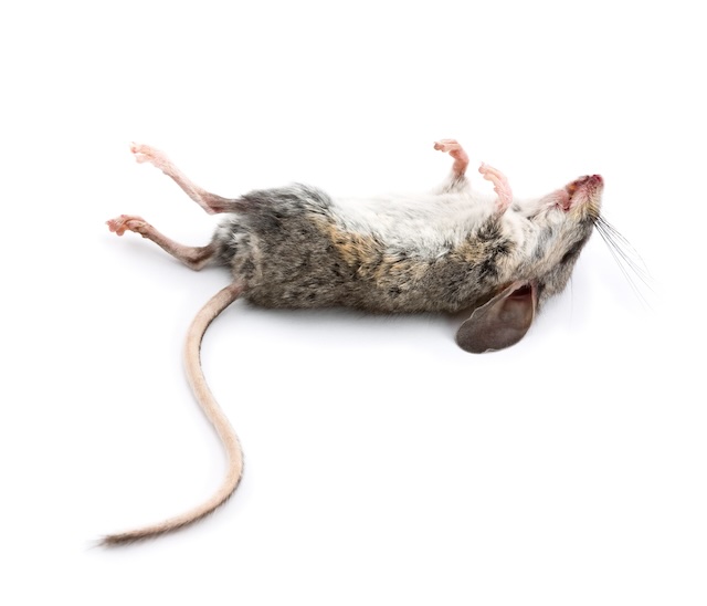 Mouse-Alert-Detecting-House-Mouse-Infestations-at-Home